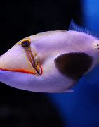 Image result for Bursa Triggerfish