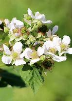Image result for Rubus idaeus Malling Promise