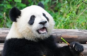 Image result for Giant Panda Habitat Zoo