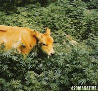 Image result for Grass Cow Meme