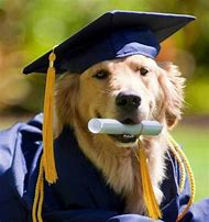 Image result for Dog Graduation