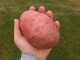 Image result for Potato Scab