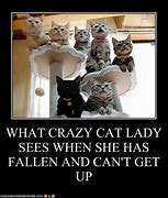 Image result for Funny Crazy Cat Lady