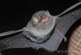 Image result for Smoky Bat