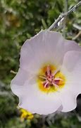 Image result for Nevada Desert Flowers