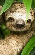 Image result for Amazon Rainforest Sloth