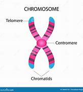 Image result for Chromosoom