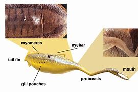 Image result for Fake Fossil Watch