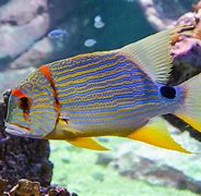 Image result for Sperry Top-Sider Angelfish