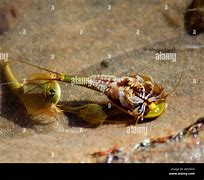Image result for Desert Tadpole Shrimp
