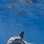 Image result for Shark Walpaper iPhone
