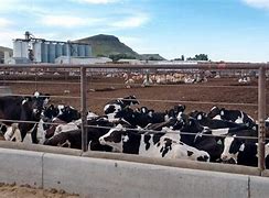 Image result for Largest Cattle Feedlot