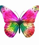 Image result for Colorful Real Butterfly