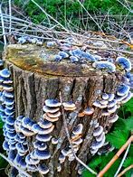 Image result for Funghi Growing On Tree Stump