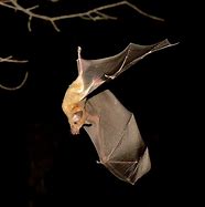 Image result for Arizona Bats