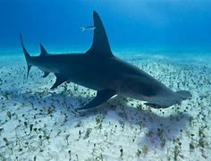 Image result for Hammerhead Shark Adaptations
