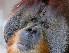 Image result for Orangutan Smart