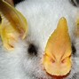 Image result for Pretty Bat