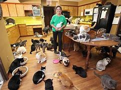 Image result for Cat Lady Images