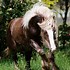 Image result for gypsy cobs horses