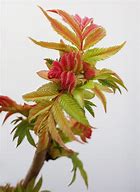 Image result for Sorbaria sorbifolia PINK HOPI