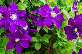 Image result for Ground Cover Clematis