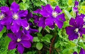 Image result for Bush Clematis