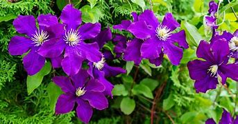Image result for Longest Flowering Clematis