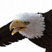 Image result for 3D Bald Eagle