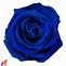 Image result for Dobla Rose 2D Large