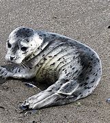 Image result for Harbor Seal Pup