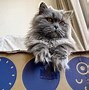 Image result for White Fluffy Cat with Black Shades Majestic