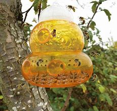 Image result for Ingenious Wasp Trap