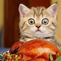 Image result for Cute Cat Happy Thanksgiving