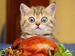 Image result for Happy Thanksgiving Cat Clip Art