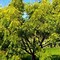 Image result for Neem Tree