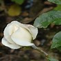 Image result for Muse Rambling Rose