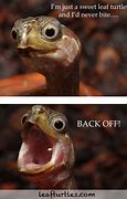 Image result for Turtle Meme Face Shocked