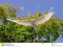 Image result for 160 Cm Wingspan