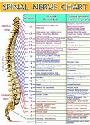 Image result for Anatomy Frequency