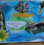 Image result for Pic of Life Cycle of a Frog
