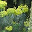 Image result for Euphorbia characias ssp. wulfenii