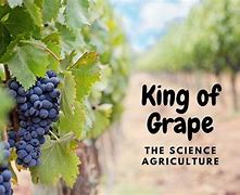 Image result for World's Biggest Grape