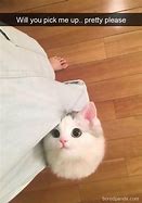 Image result for Snap Clip Cat