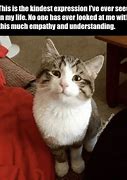 Image result for Encouraging Cat Meme