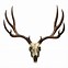 Image result for Buck Deer Skull