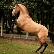 Image result for Azteca Horse Trot