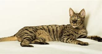 Image result for Savannah Cat Full Body