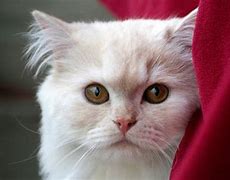 Image result for White Cat Brown Eyes