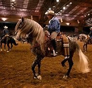 Image result for Trained Dancing Horses